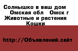Солнышко в ваш дом!!!! - Омская обл., Омск г. Животные и растения » Кошки   